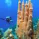 Corail  - Roatan Aggressor