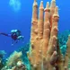 Coral Reef - Roatan Aggressor