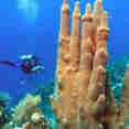 Coral Reef - Roatan Aggressor