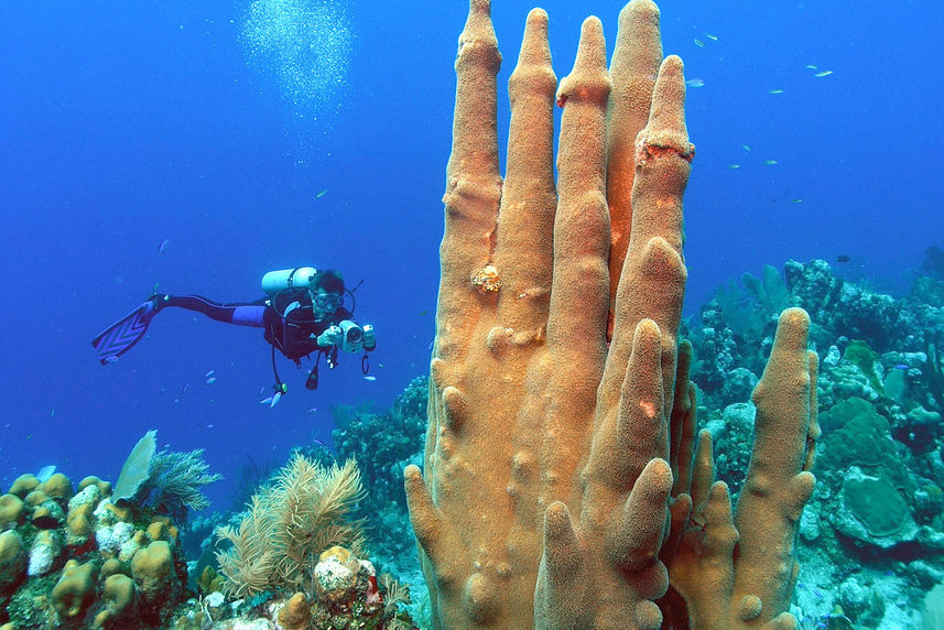 Coral  - Roatan Aggressor