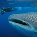 Whale Shark - Roatan Aggressor