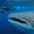 Whale Shark - Roatan Aggressor
