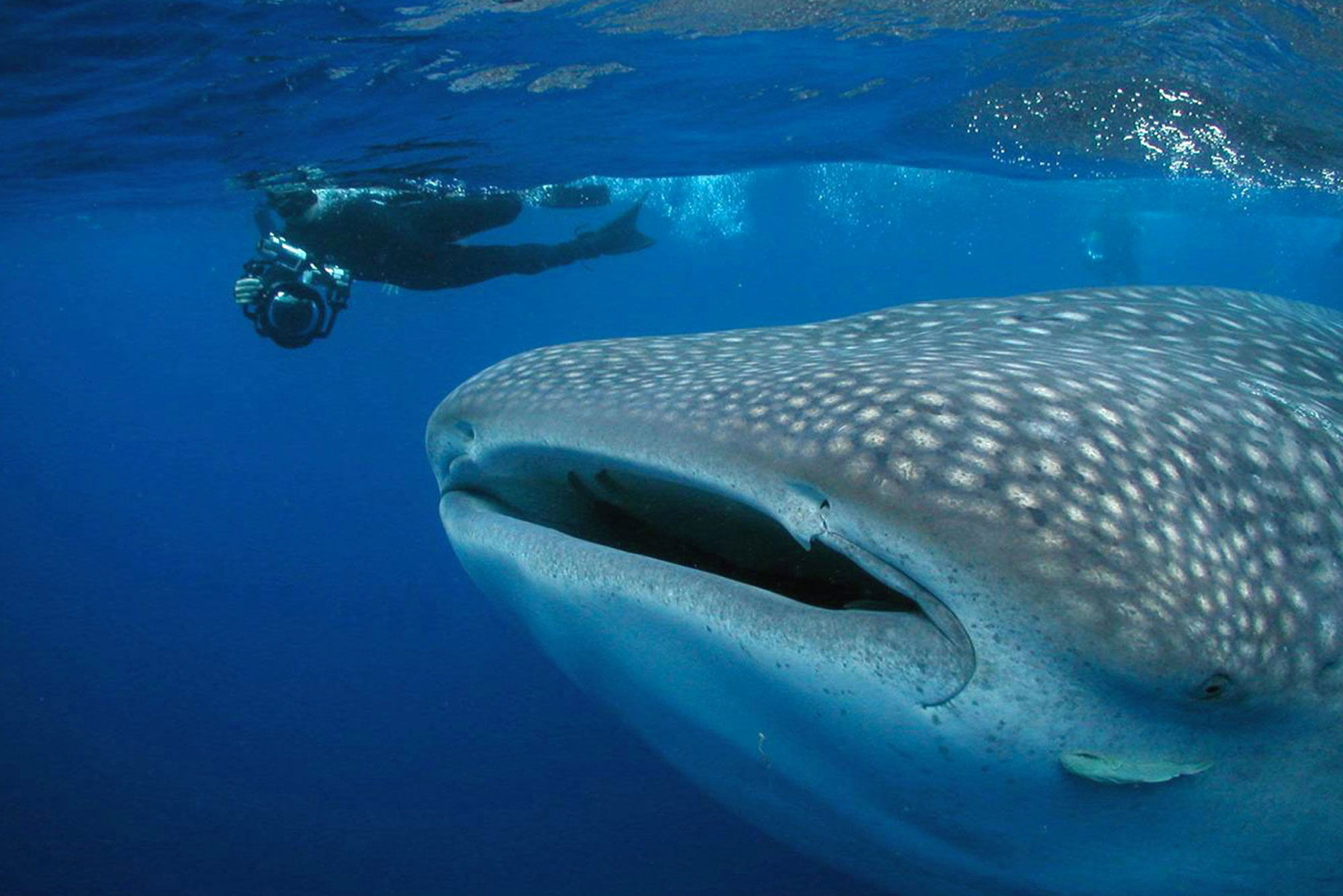 Tubarão Baleia - Roatan Aggressor