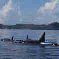 Marine Life - Roatan Aggressor