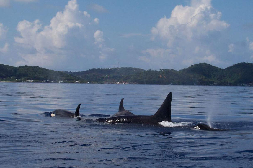 Marine Life - Roatan Aggressor