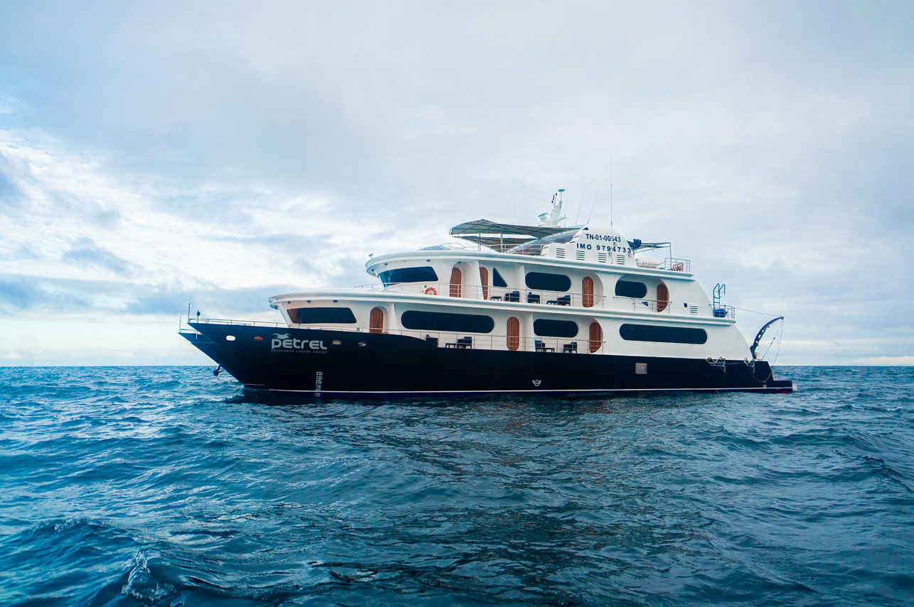 Petrel
