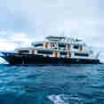 Petrel