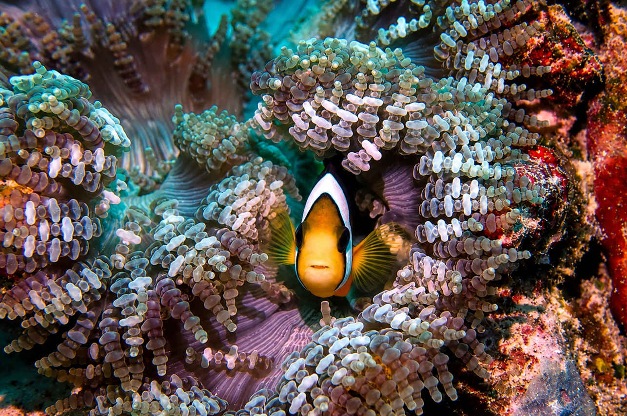 海洋生物 - Mari