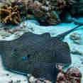 Leopard Whip Ray