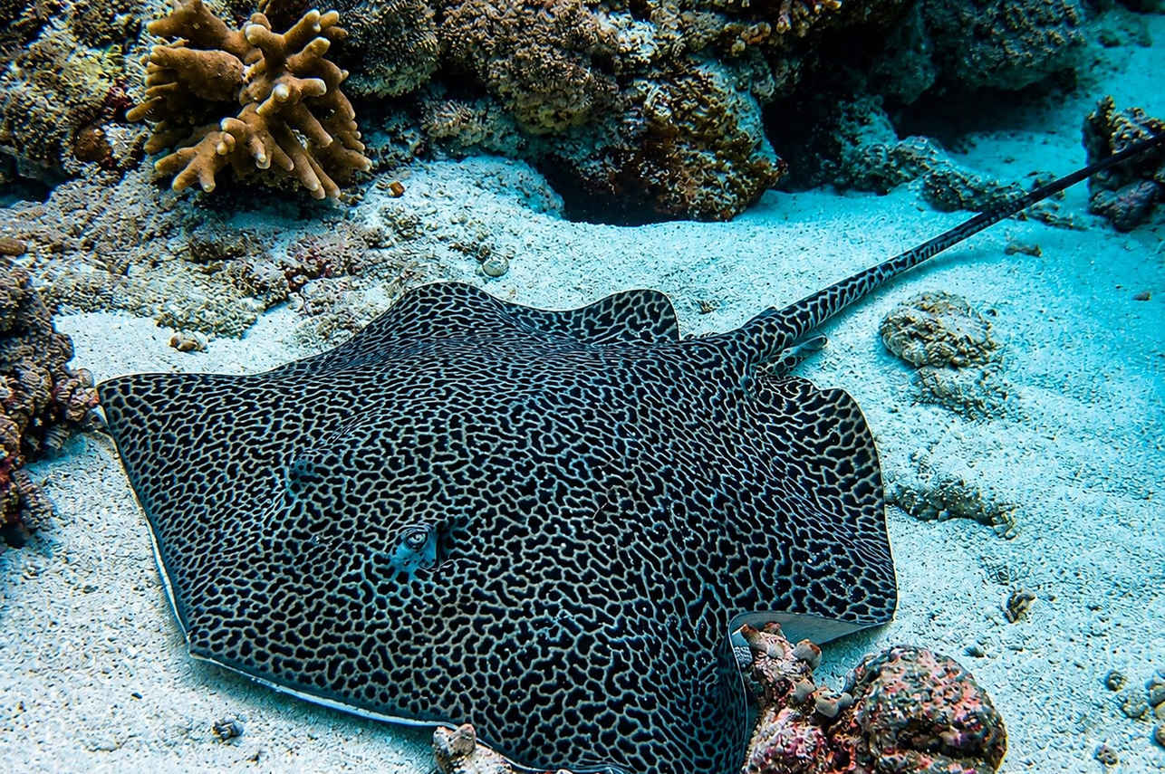 Leopard Whip Ray