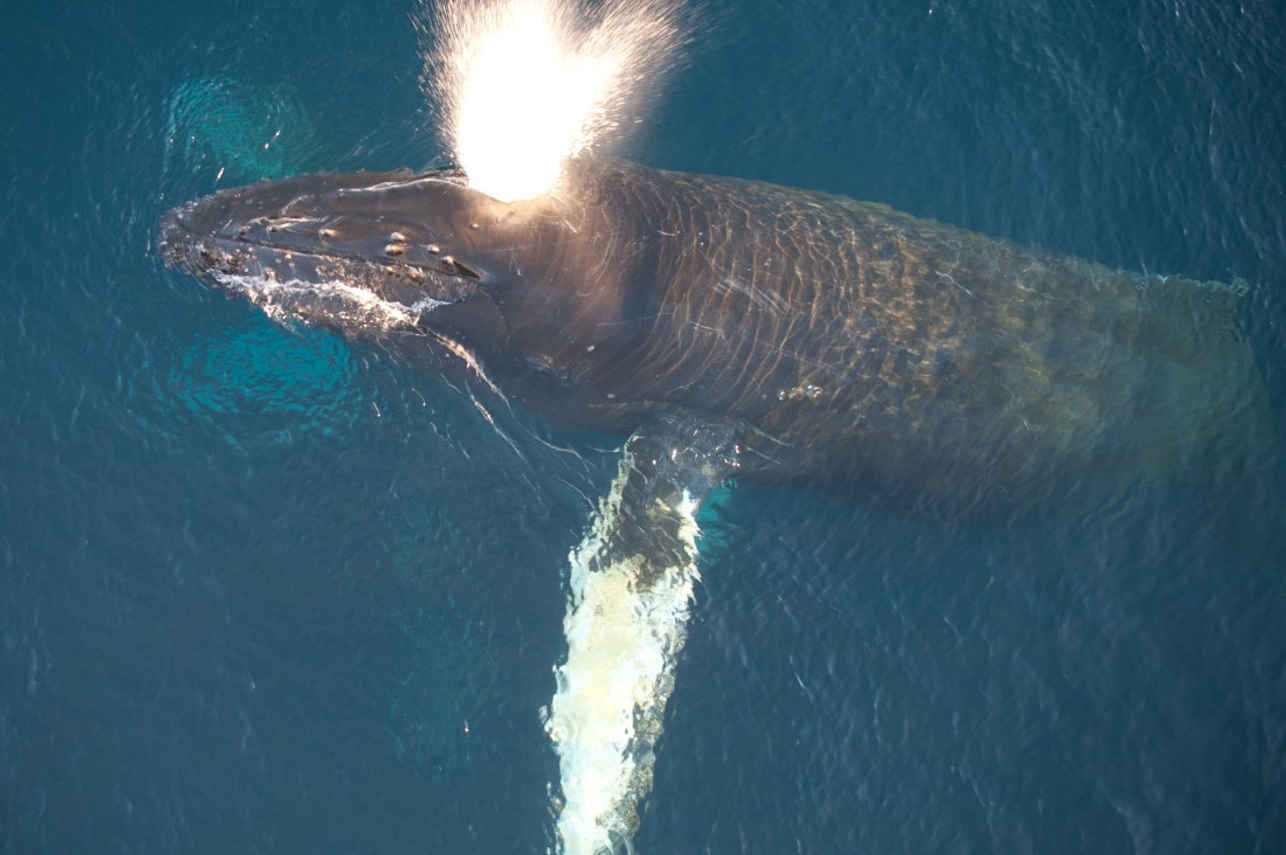 Humpback Whale