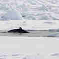 Minke Whale