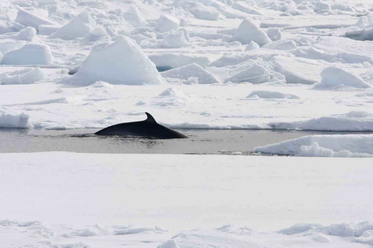 Minke Whale