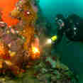 Polar Diving