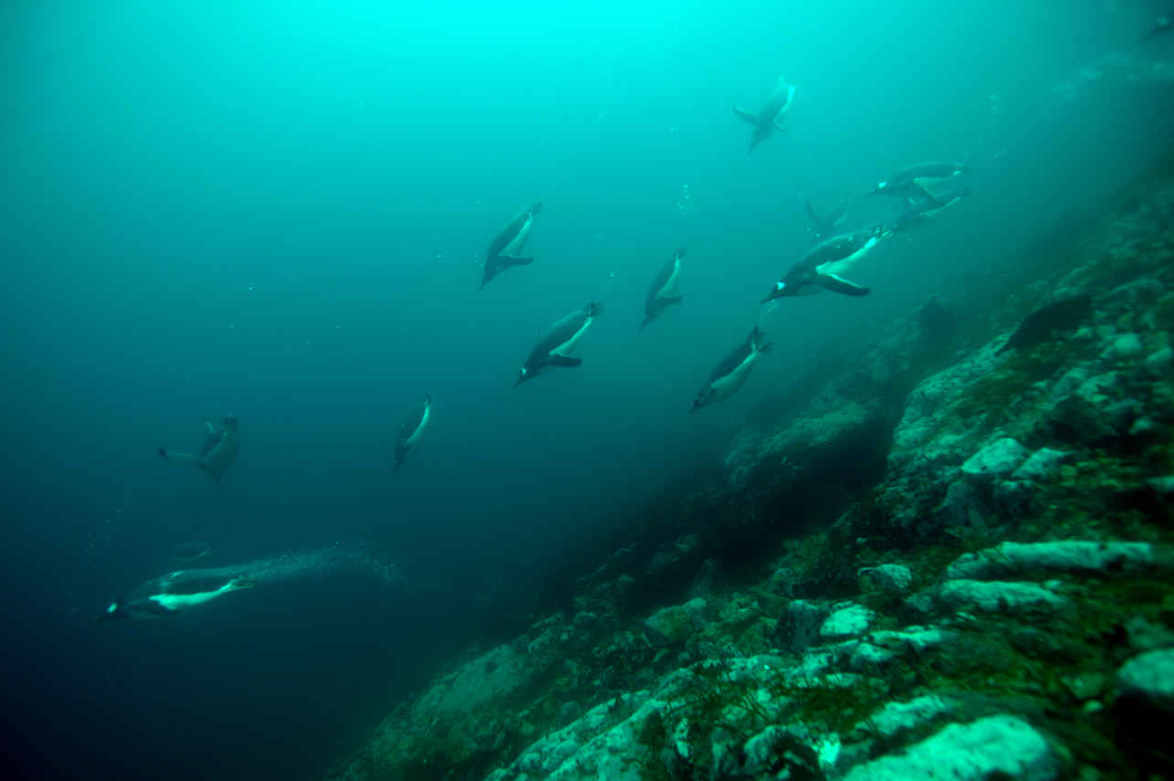 Polar Diving
