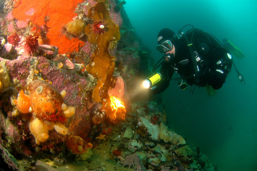 Diving in Antarctica