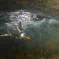 Gentoo Penguin 