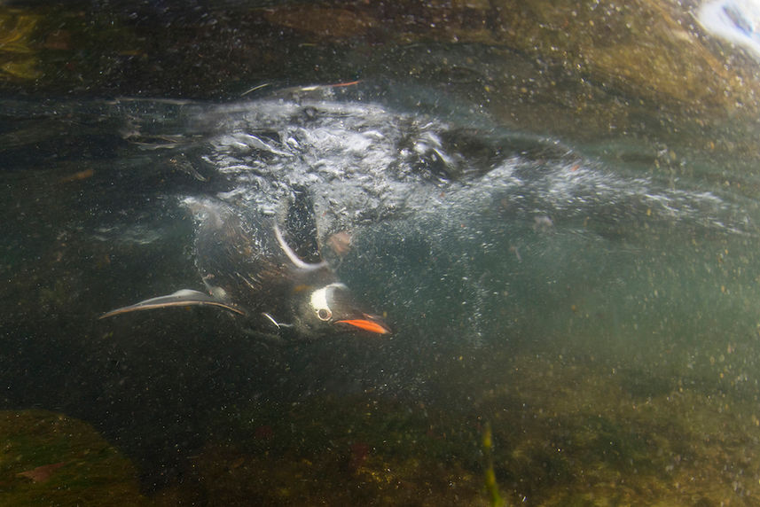 Gentoo Penguin 