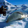 Seal