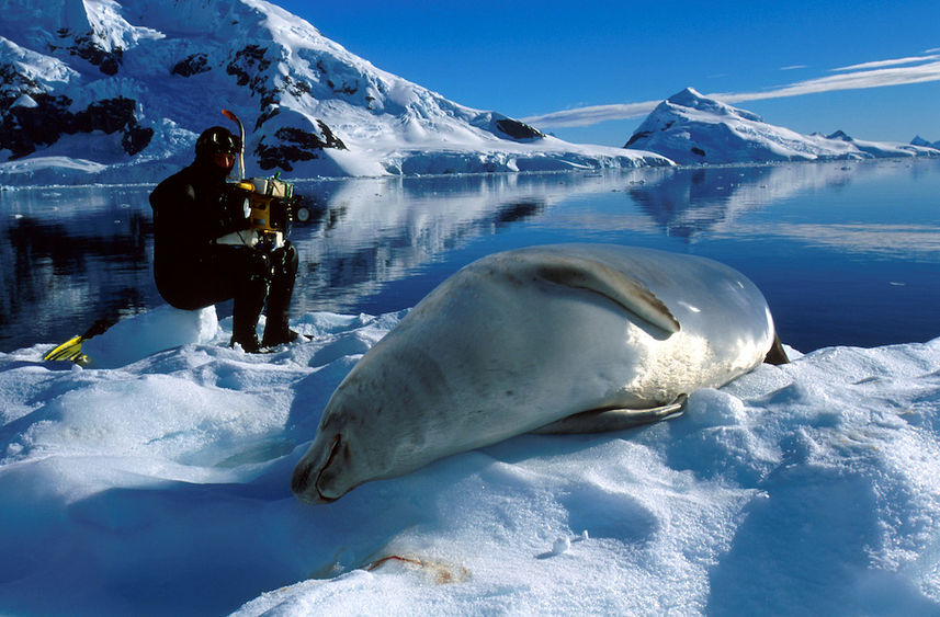 Lounging Crabeater Seal