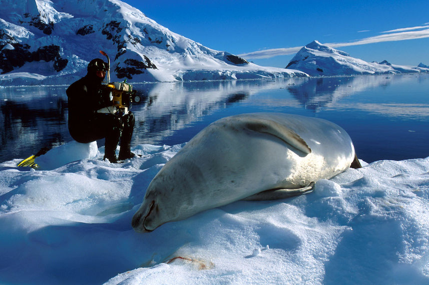 Seal