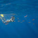 Snorkelling - Reef Endeavour