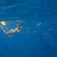 Snorkelling - Reef Endeavour