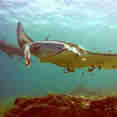 Manta Ray - Epica