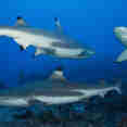 Shark - Epica