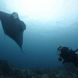 Diving - Jaya Liveaboard Indonesia