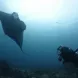 Diving