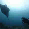 Diving