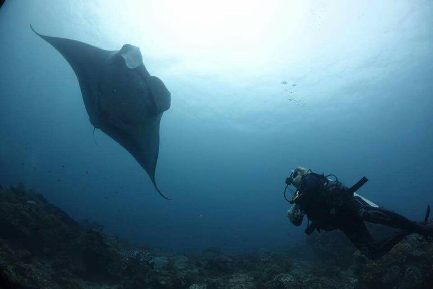 Diving - Jaya Liveaboard Indonesia