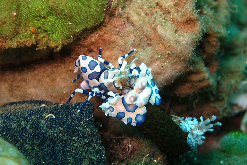 Onderwaterleven - Jaya