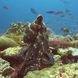 Marine Life - Jaya