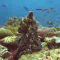 Marine Life - Jaya