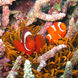 Marine Life - Jaya