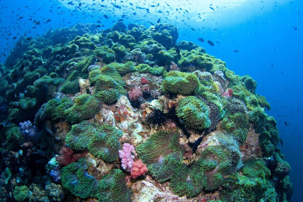 Anemone Reef