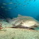 Leopard Shark