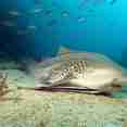 Leopard Shark