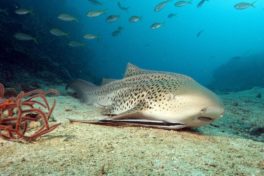 Leopard Shark