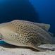 Leopard Shark