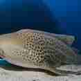 Leopard Shark