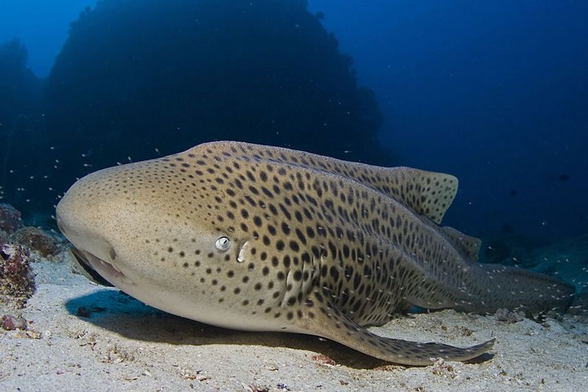 Leopard Shark