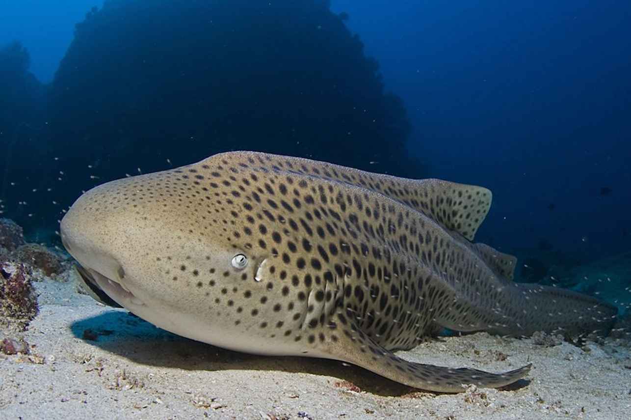 Leopard Shark