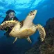 Hawksbill Turtle