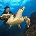 Hawksbill Turtle