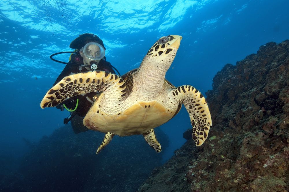 Hawksbill Turtle