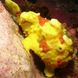 Painted Frogfish