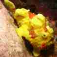Painted Frogfish